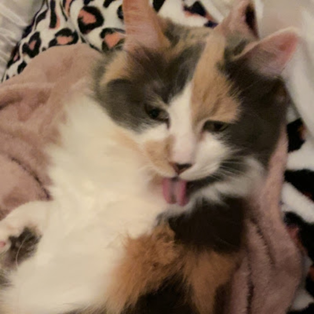 Meet your Posher, Layla
